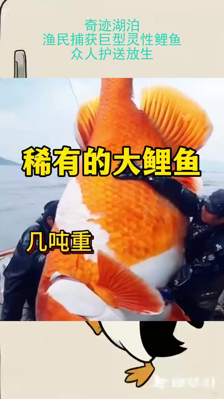 奇迹湖泊:渔民捕获巨型灵性鲤鱼,众人护送放生