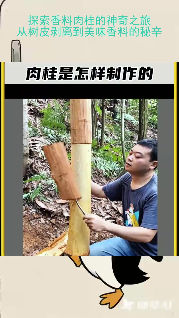 探索香料肉桂的神奇之旅：从树皮剥离到美味香料的秘辛