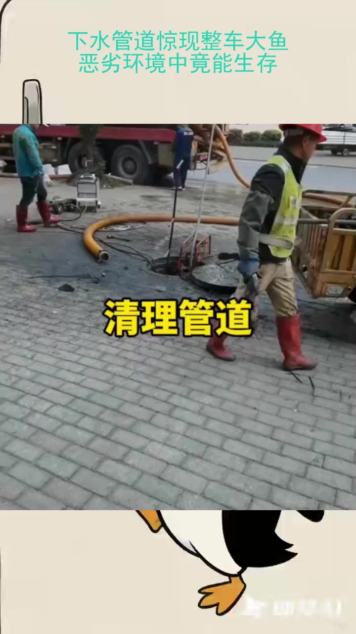 下水管道惊现整车大鱼，恶劣环境中竟能生存！