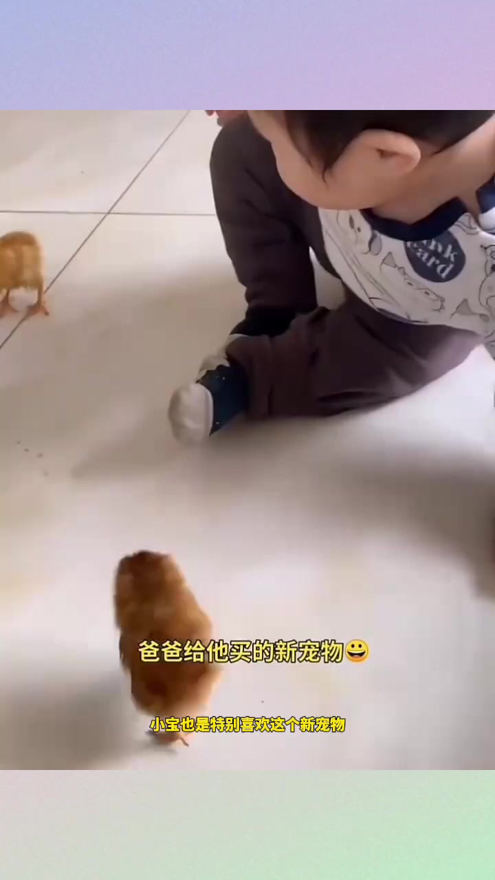 小宝对爸爸买的宠物小鸡很喜欢