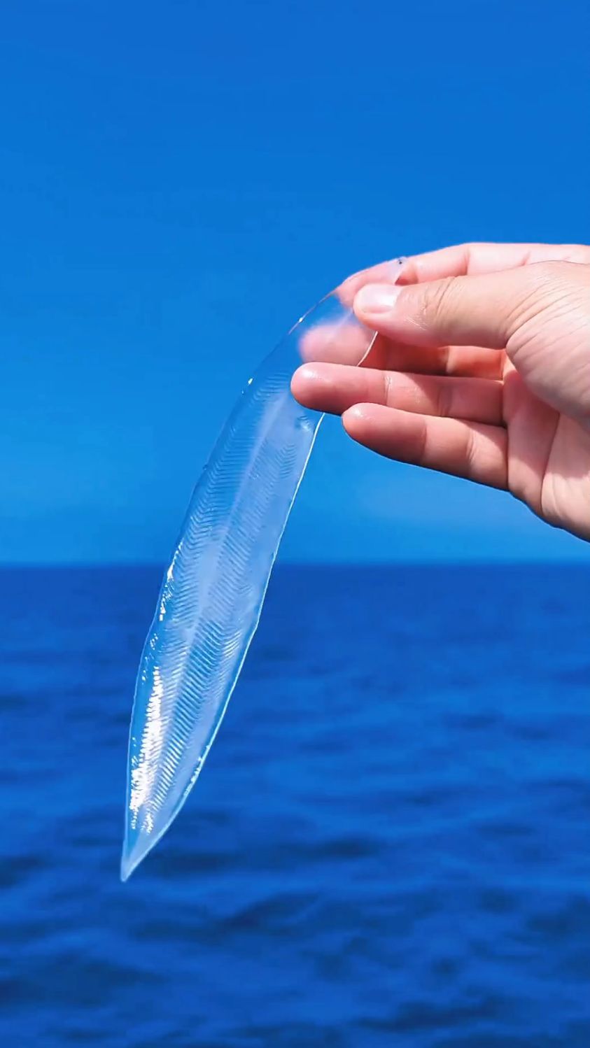 知道这是什么鱼吗？全身上下都是透明的