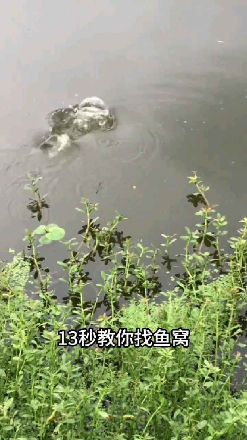 13秒教你怎么找鱼窝
