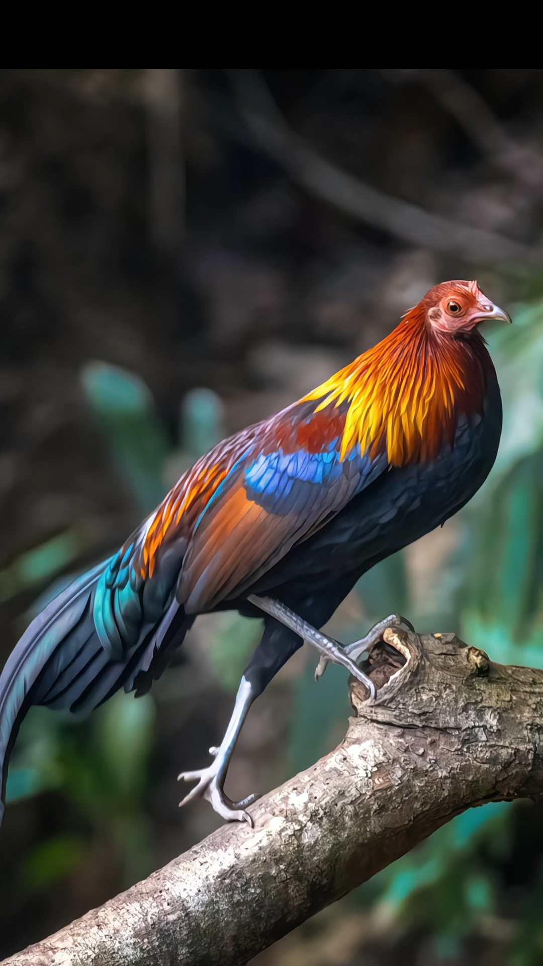 带你认识17种不同种类的鸡，你见过几种