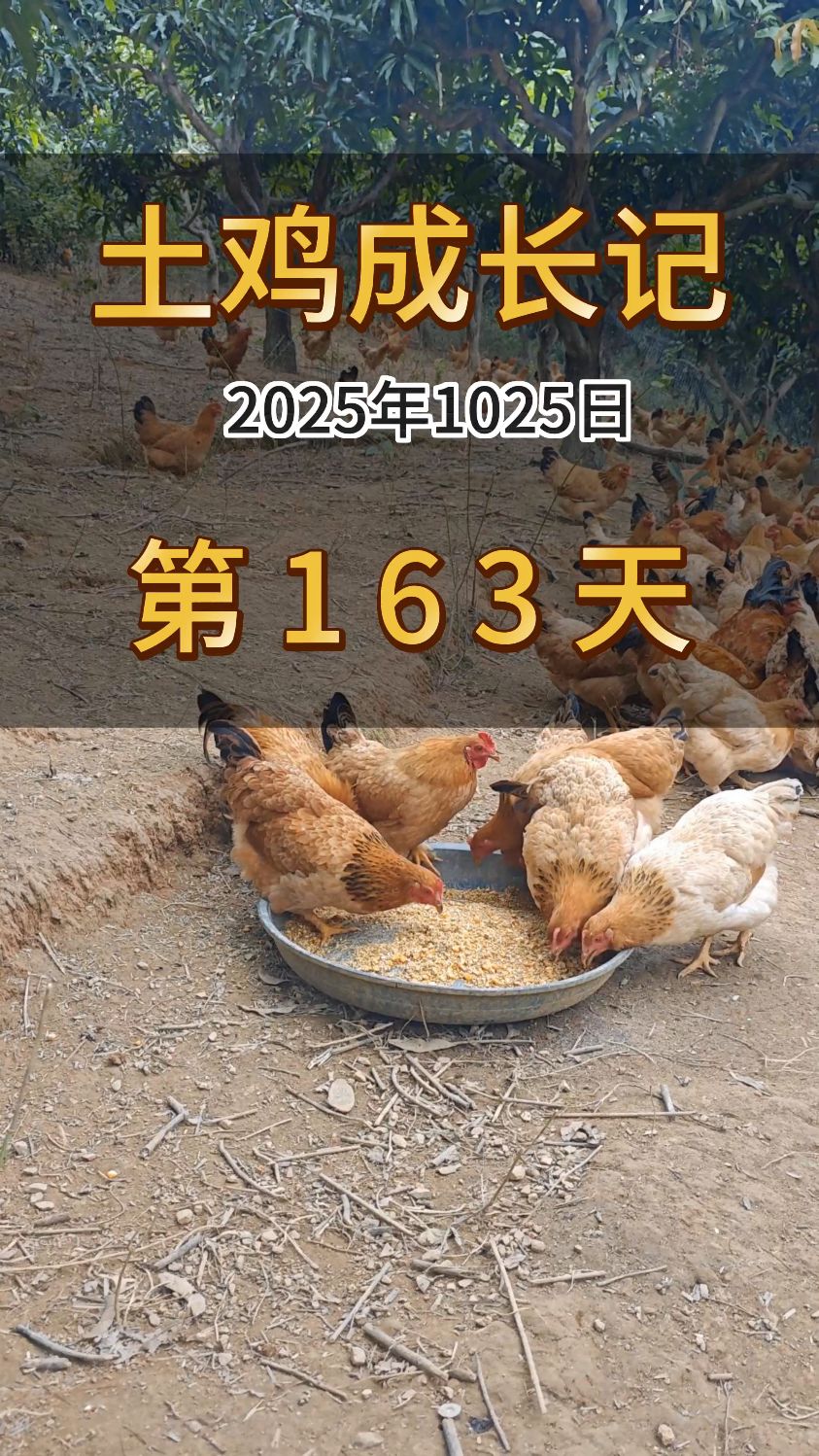 果园散养的土鸡小母鸡到了出栏的时间了#散养土鸡 #养鸡日记