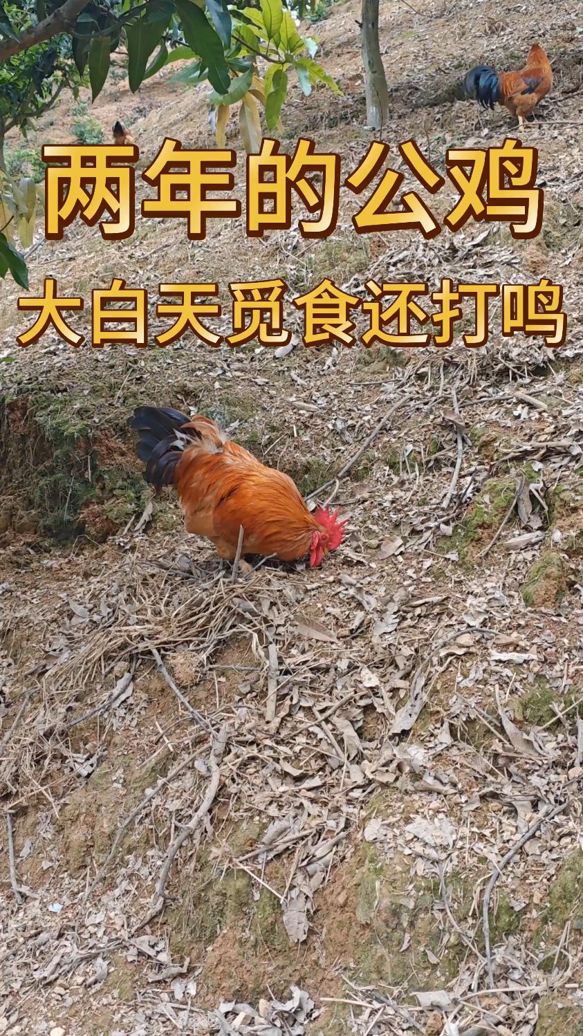 两白天觅食的时候还打鸣#散养土鸡 #大公鸡 #乡村振兴 #养鸡日记