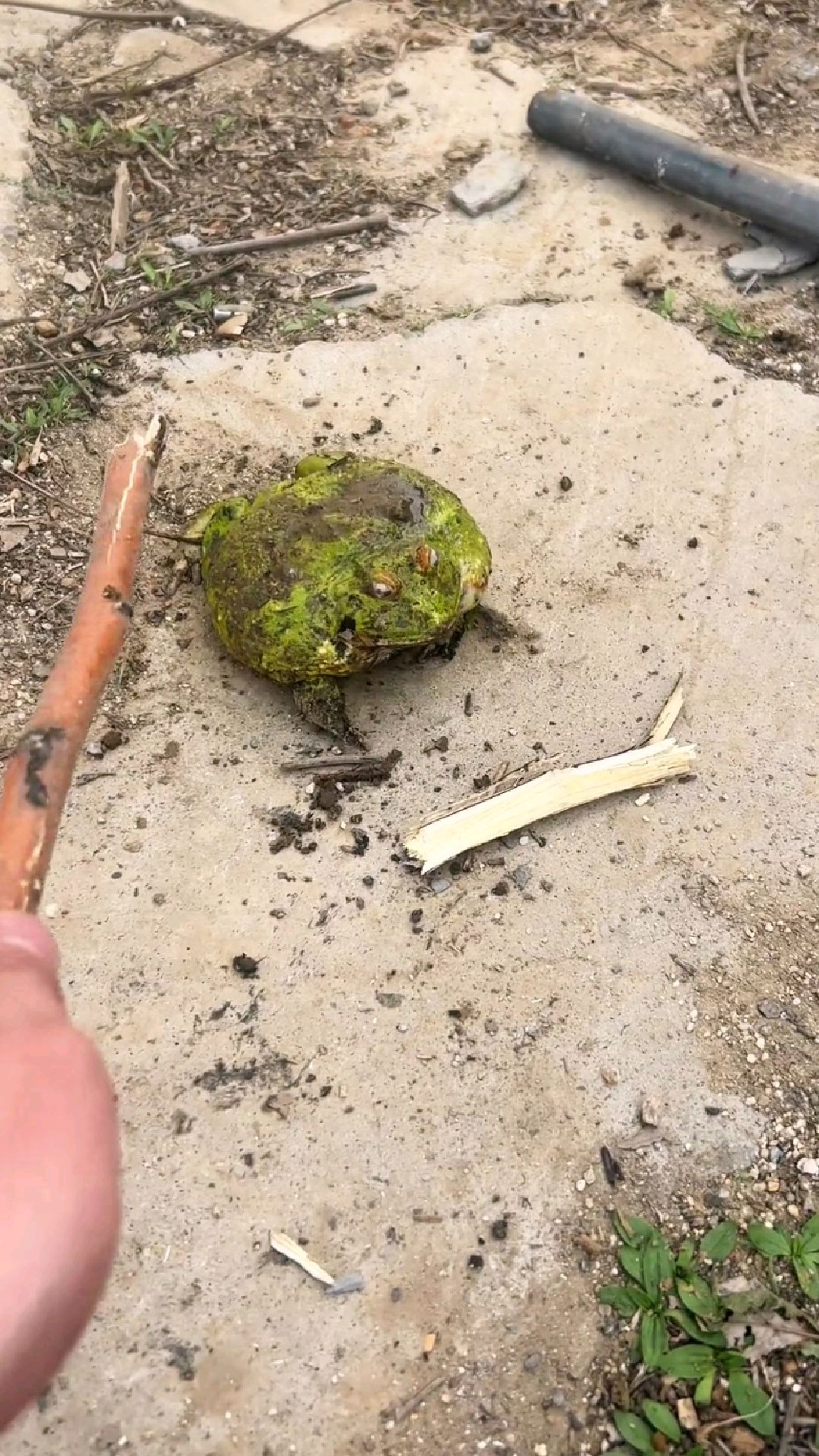 可爱的馒头蛙你们见过没?呱呱呱