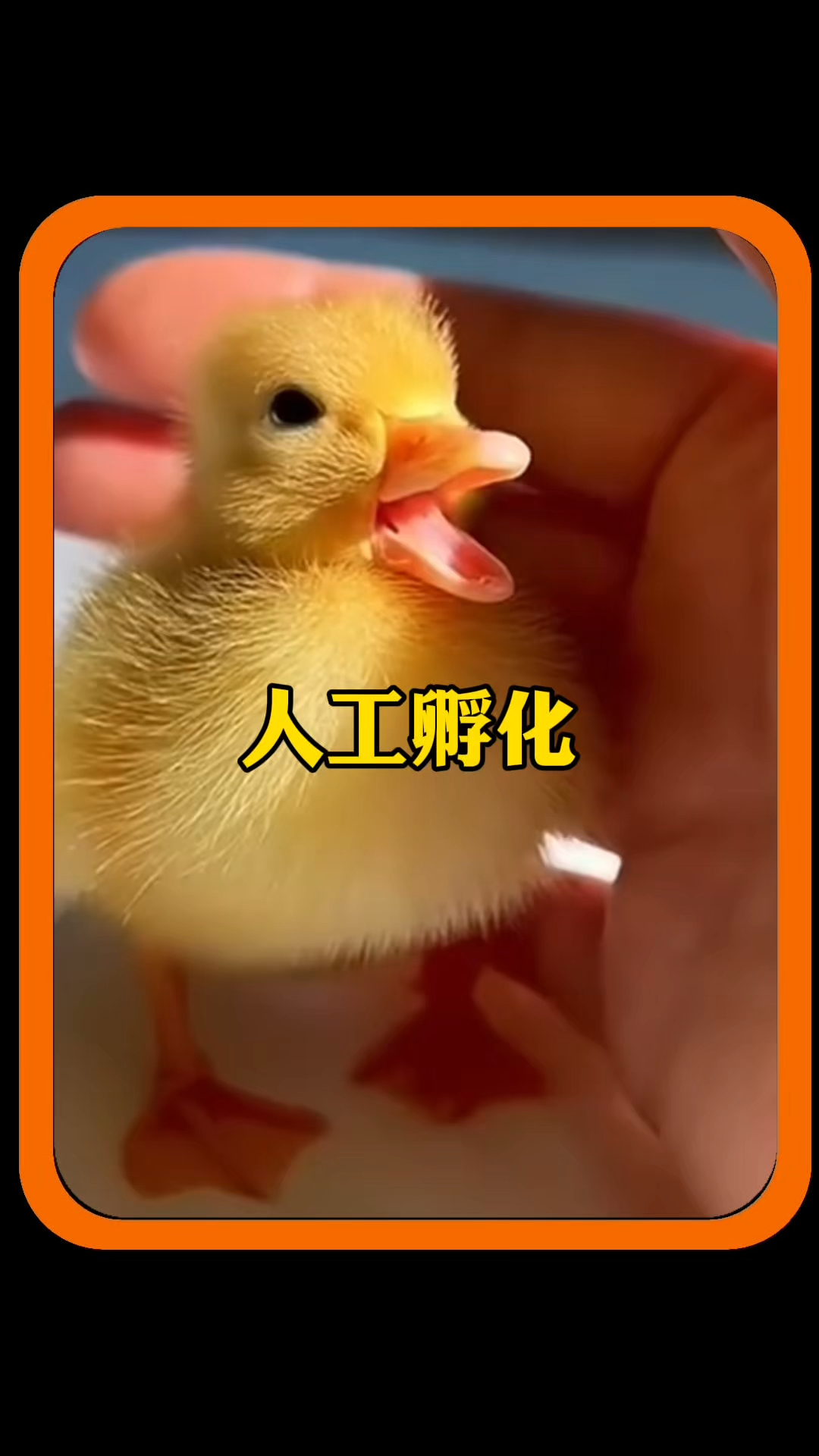 男子人工孵化小鸭子