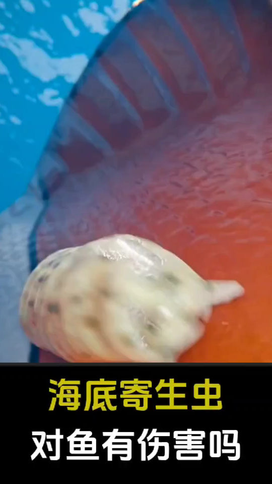 科普海底世界鱼类生存