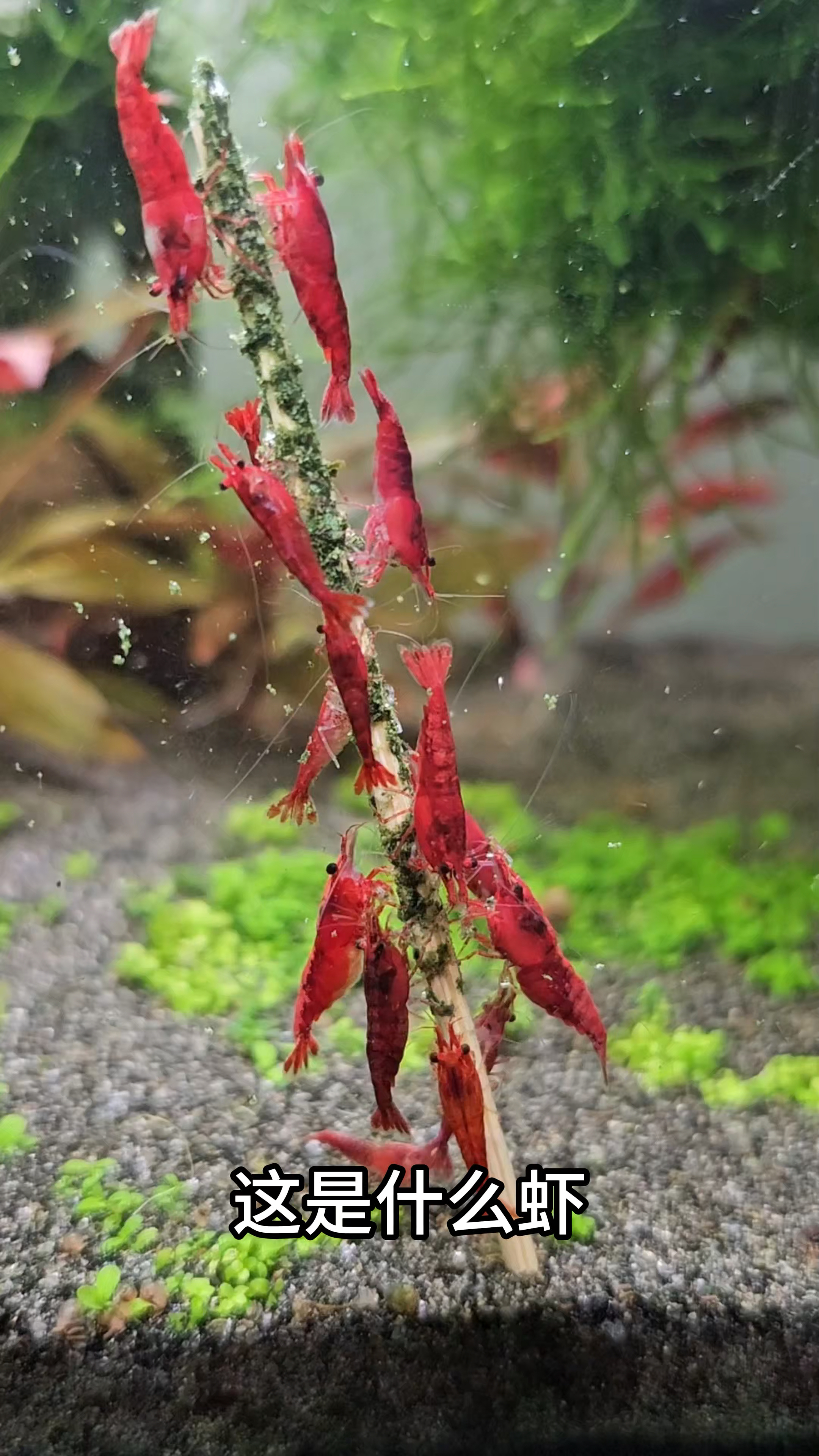 一起来认识12种不同的虾，看看你最喜欢哪个