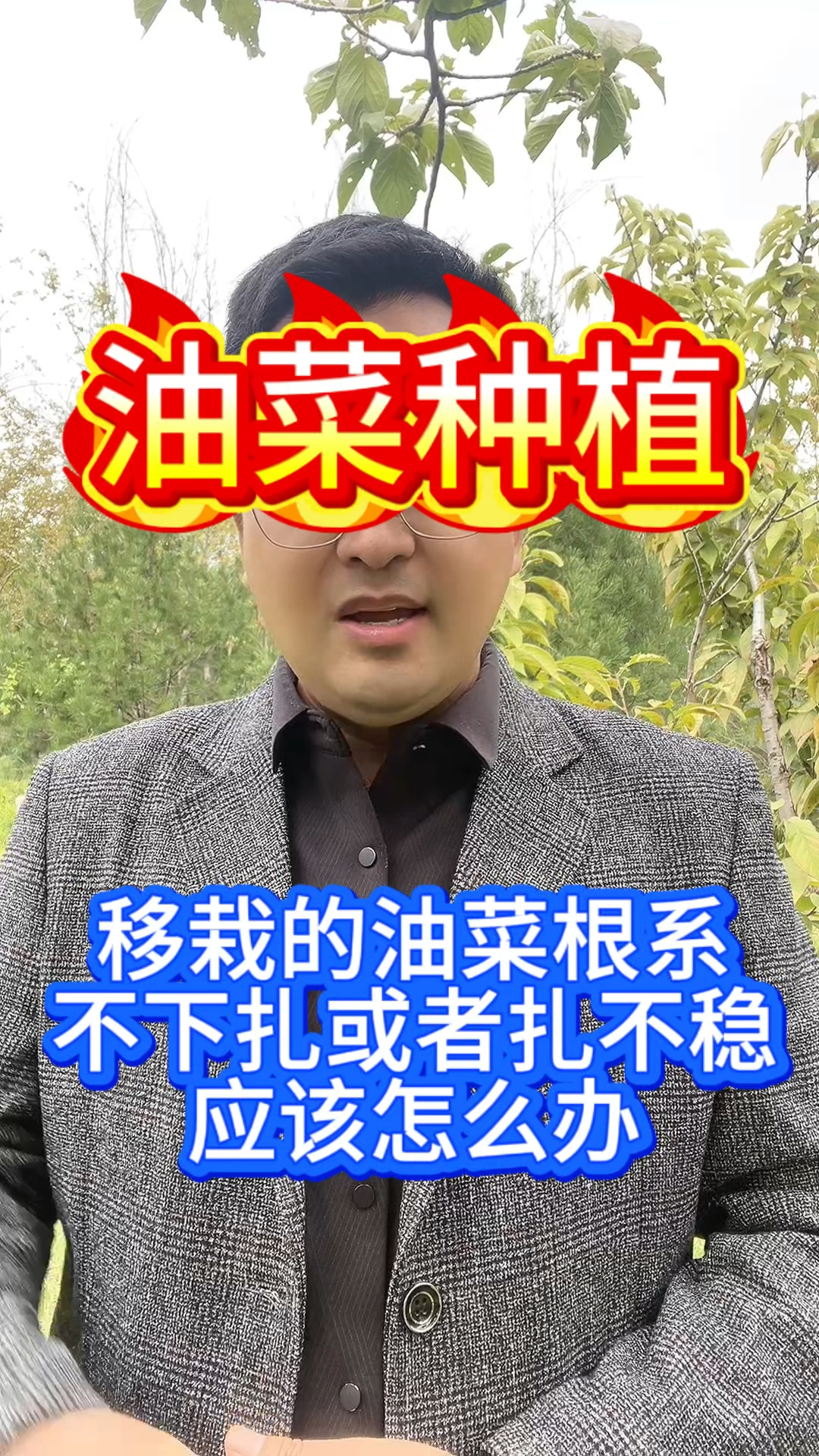 移栽的油菜扎根不稳或者缓苗慢应该怎样管理