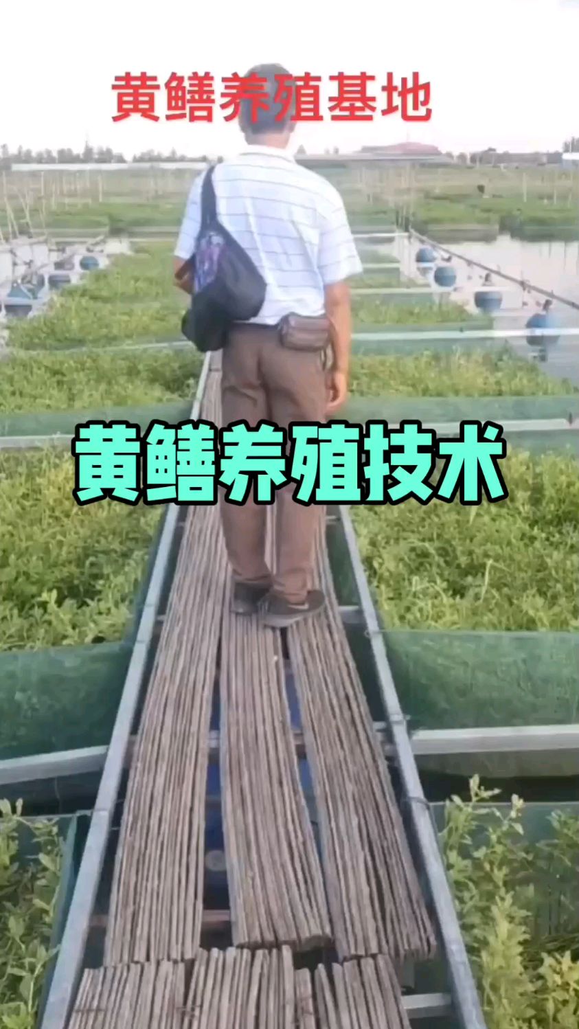 黄鳝养殖技术分享