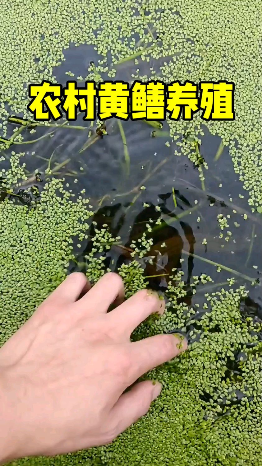 农村用空地方鱼塘养殖黄鳝