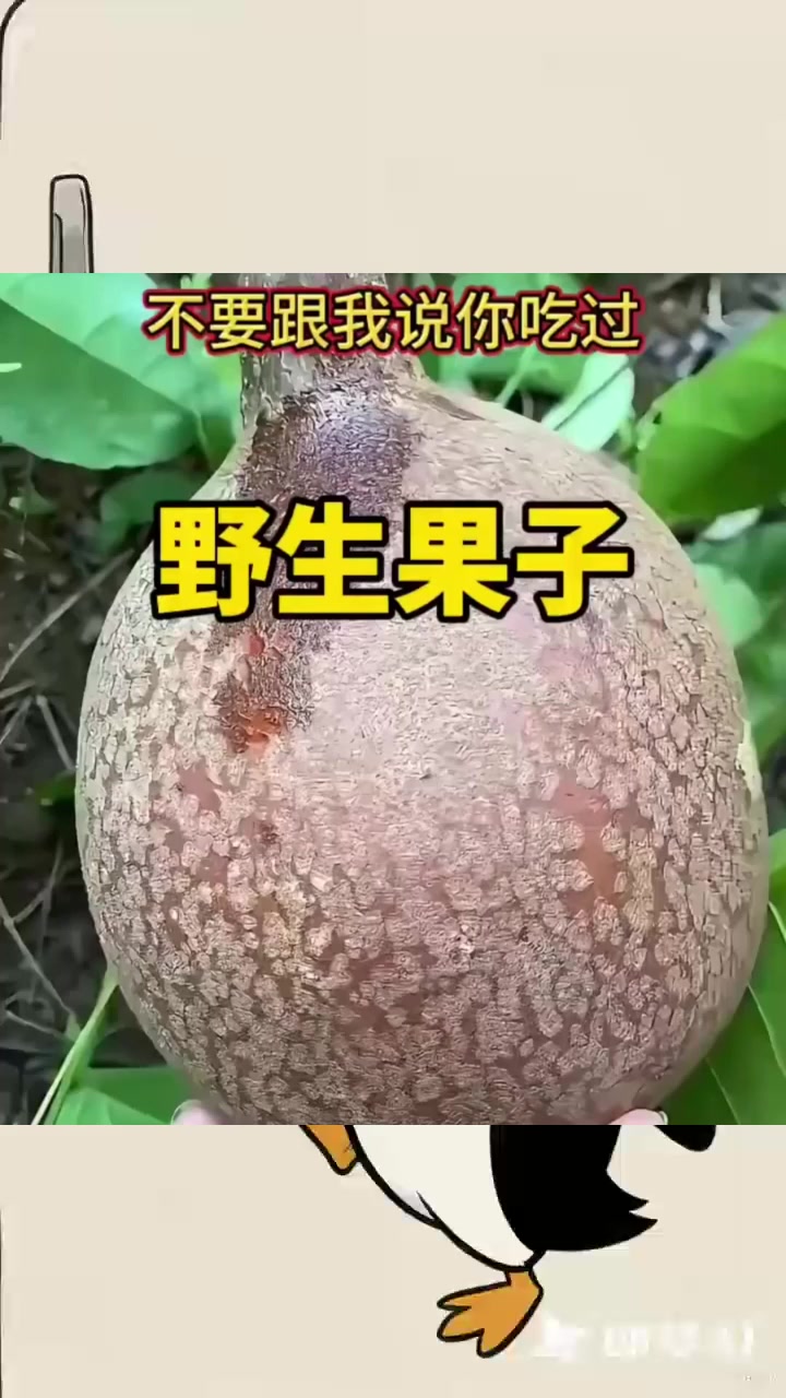 神秘野外发现：椰子般外表的面包果实探秘之旅