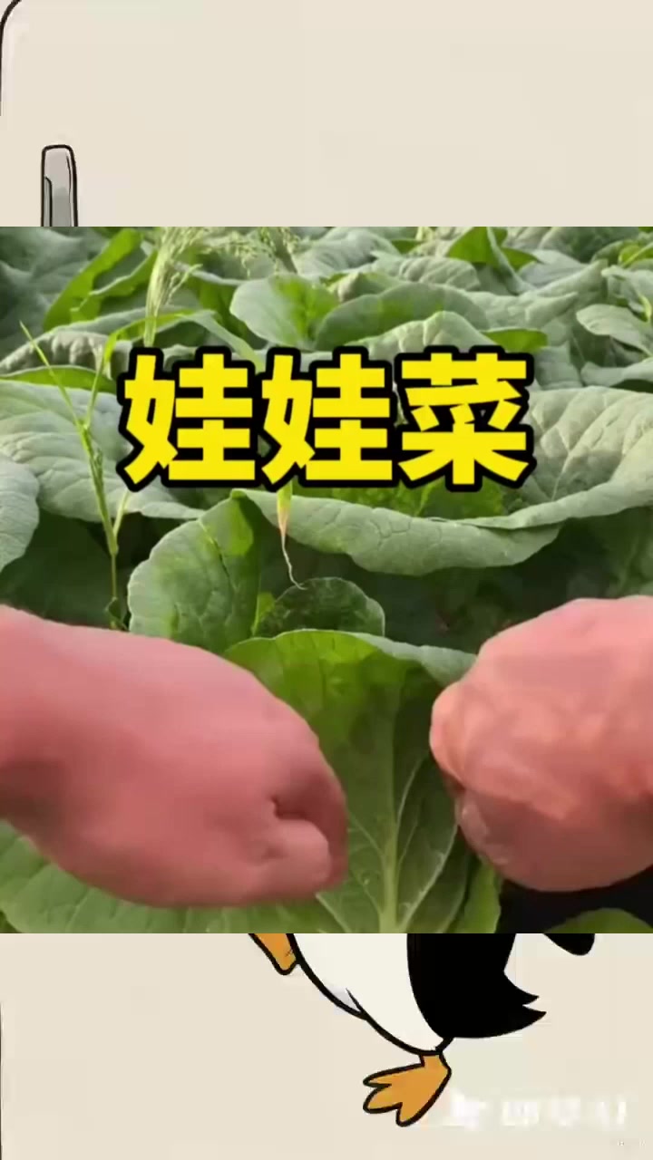 娃娃菜原来就是大白菜的菜心啊