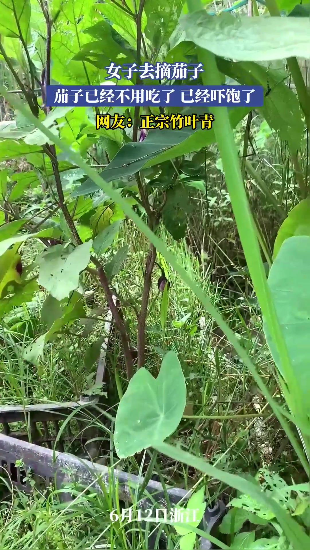 女子去摘茄子,茄子已经不用吃了 已经吓饱了,网友:正宗竹叶青