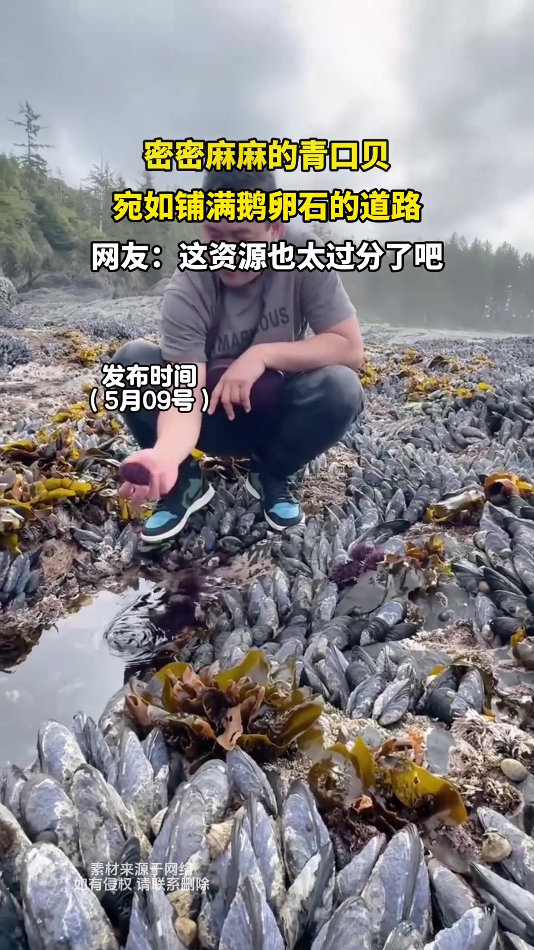 密密麻麻的青口贝,宛如铺满鹅卵石的道路