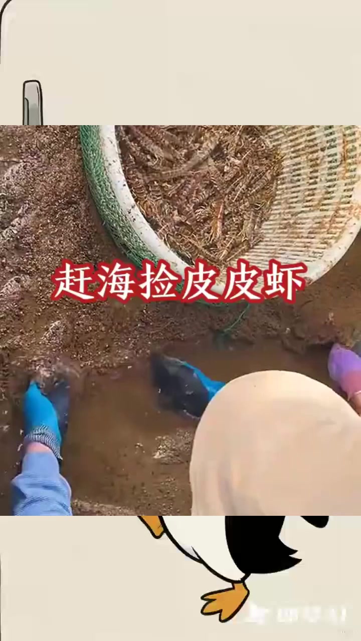 赶海捡皮皮虾,收获满满