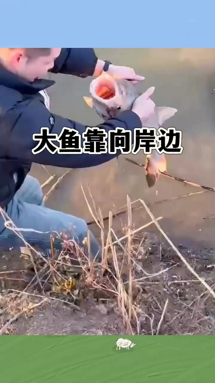 大鱼靠向岸边,能否被小伙成功抓起?