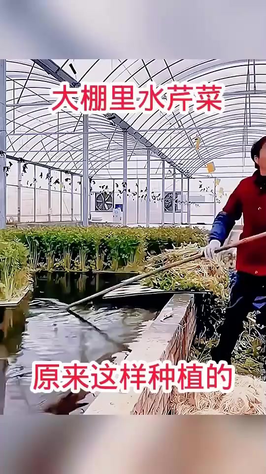 大棚里水芹菜,原来这样种植的!