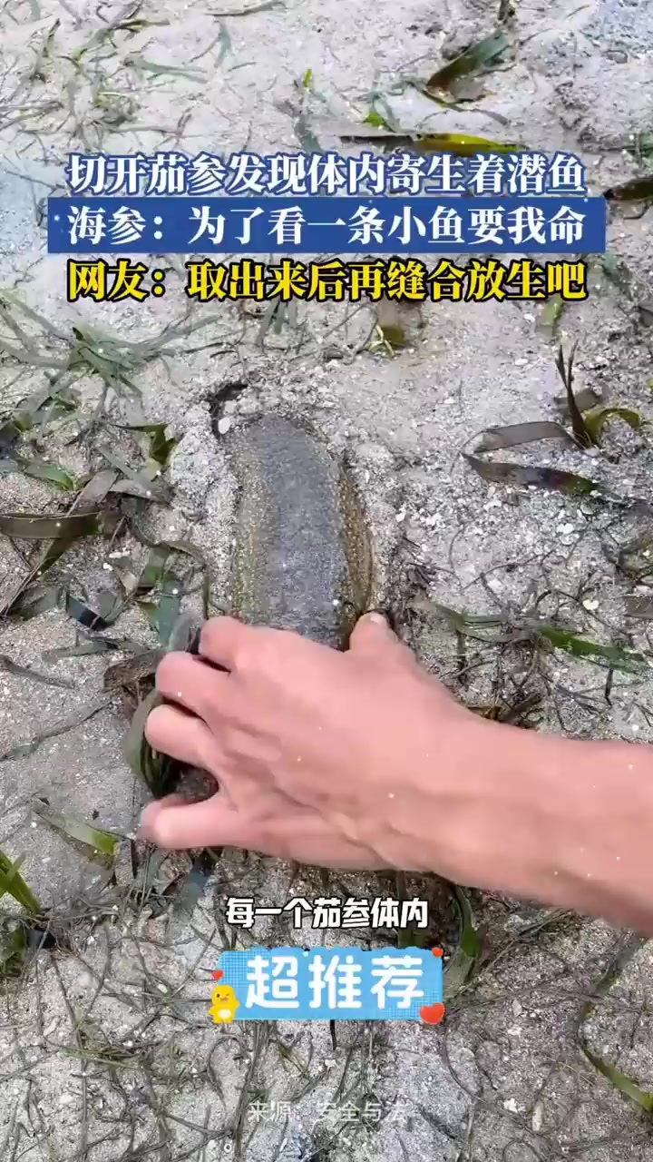 切开茄参发现体内寄生着潜鱼,海参:为了看一条小鱼要我命