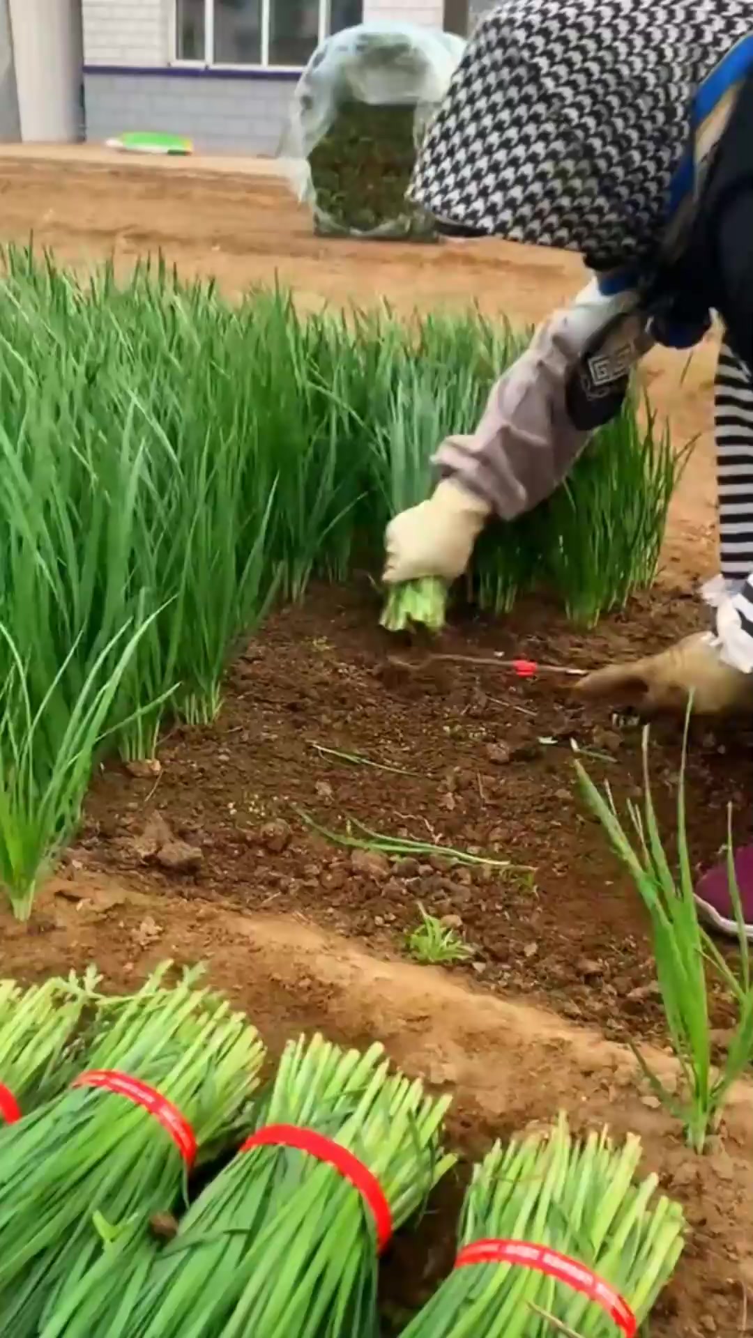 快速收割韭菜的方法
