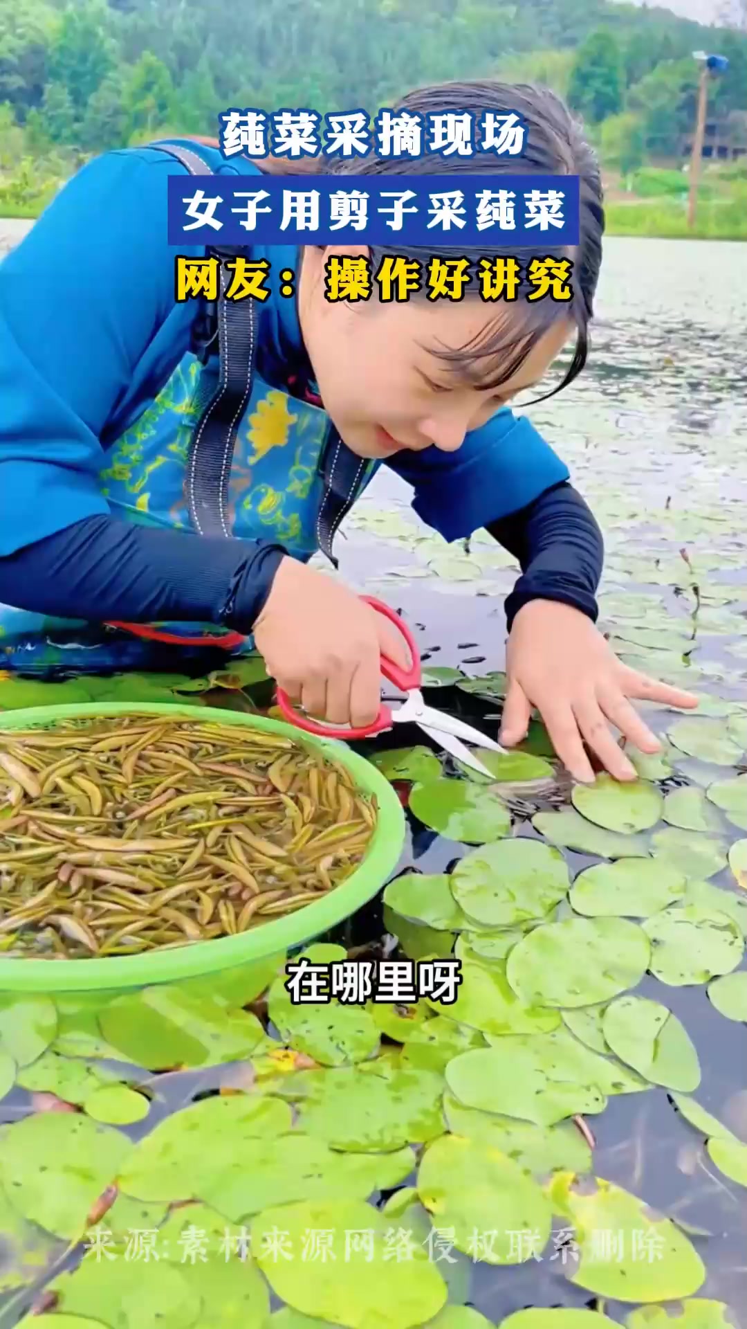 莼菜采摘现场,女子用剪子采莼菜,网友:操作好讲究