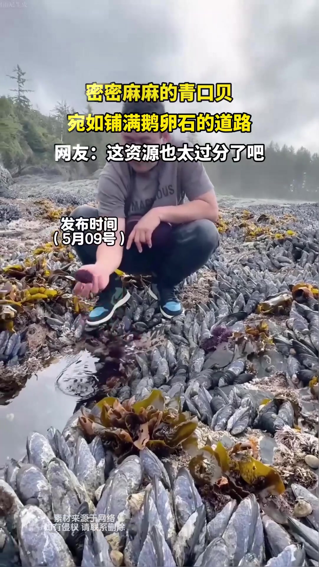 密密麻麻的青口贝,宛如铺满鹅卵石的道路