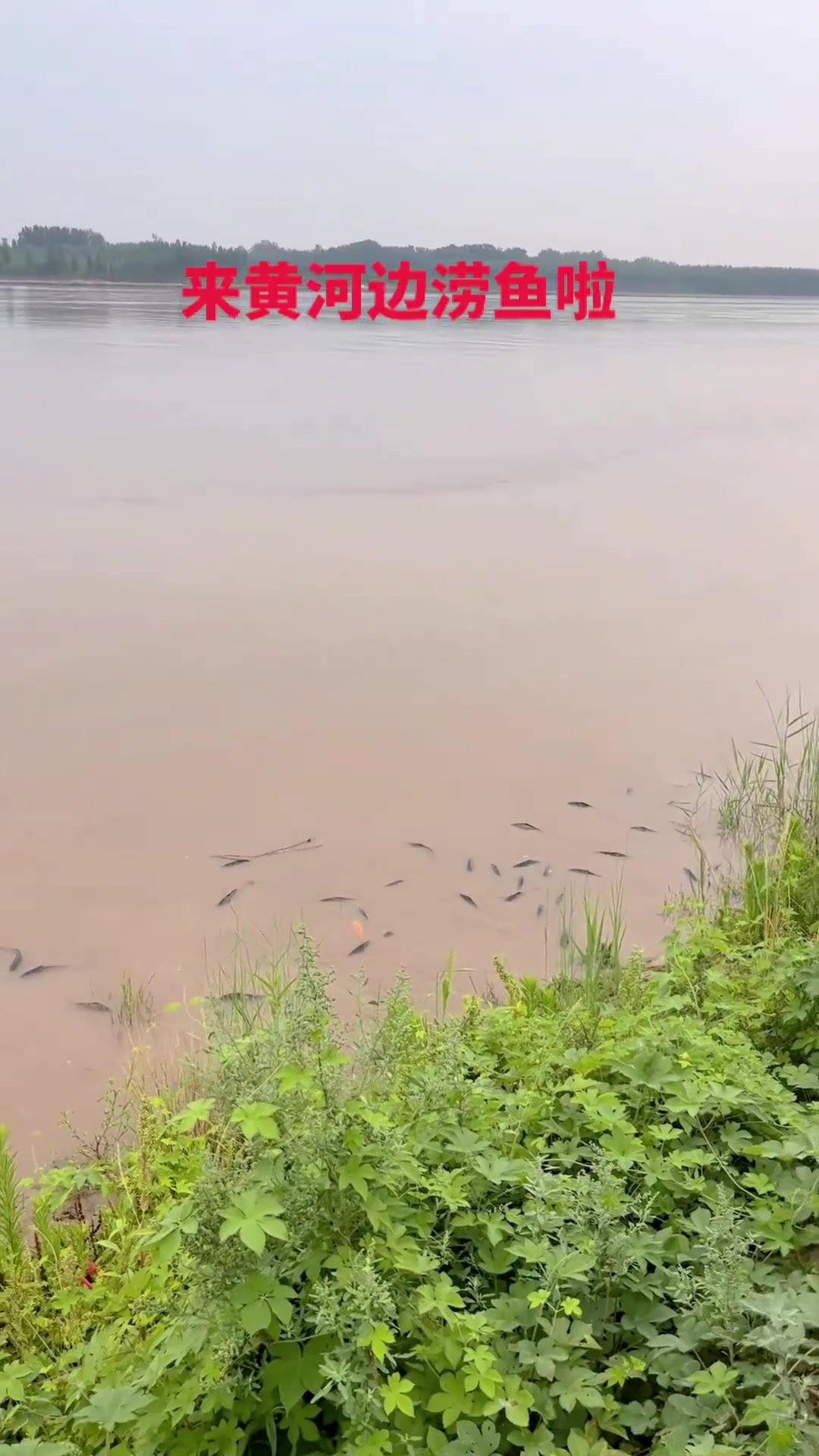 纯野生黄河大鲤鱼
