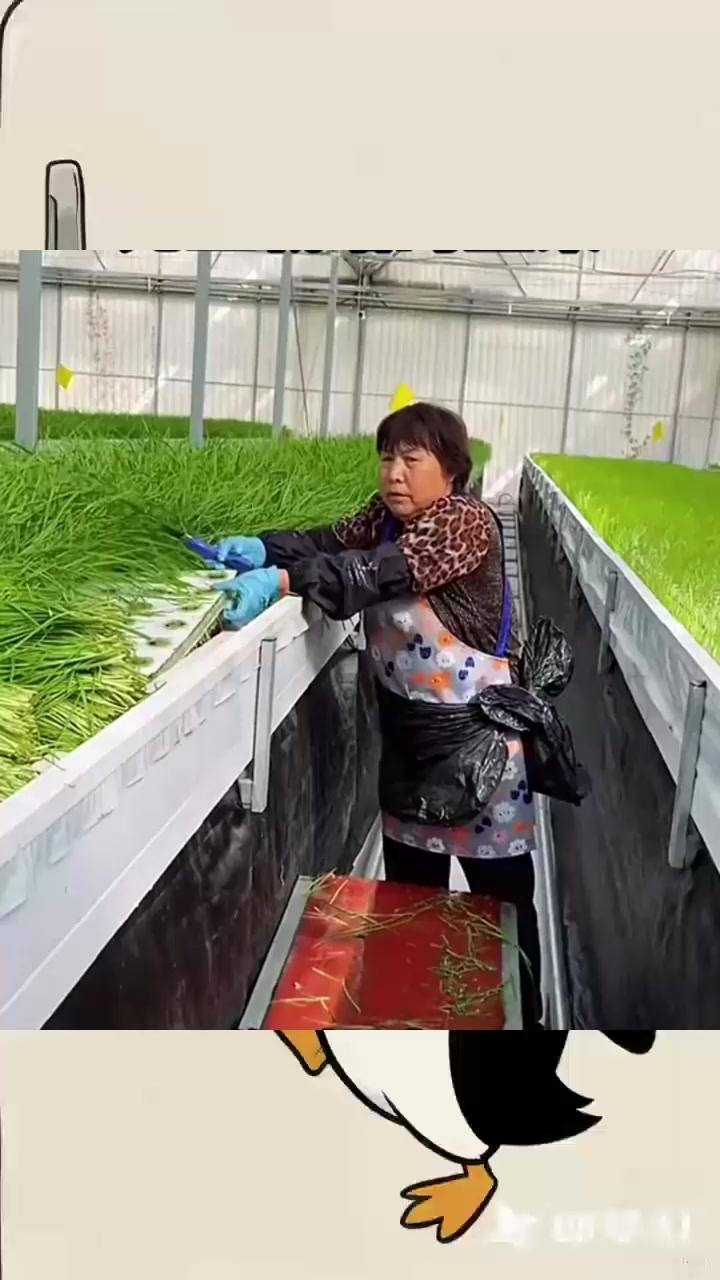 无土栽培的韭菜,你吃过吗?