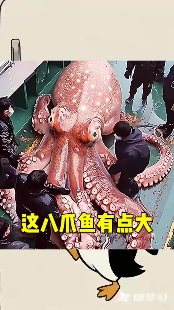 这八爪鱼也太大了吧