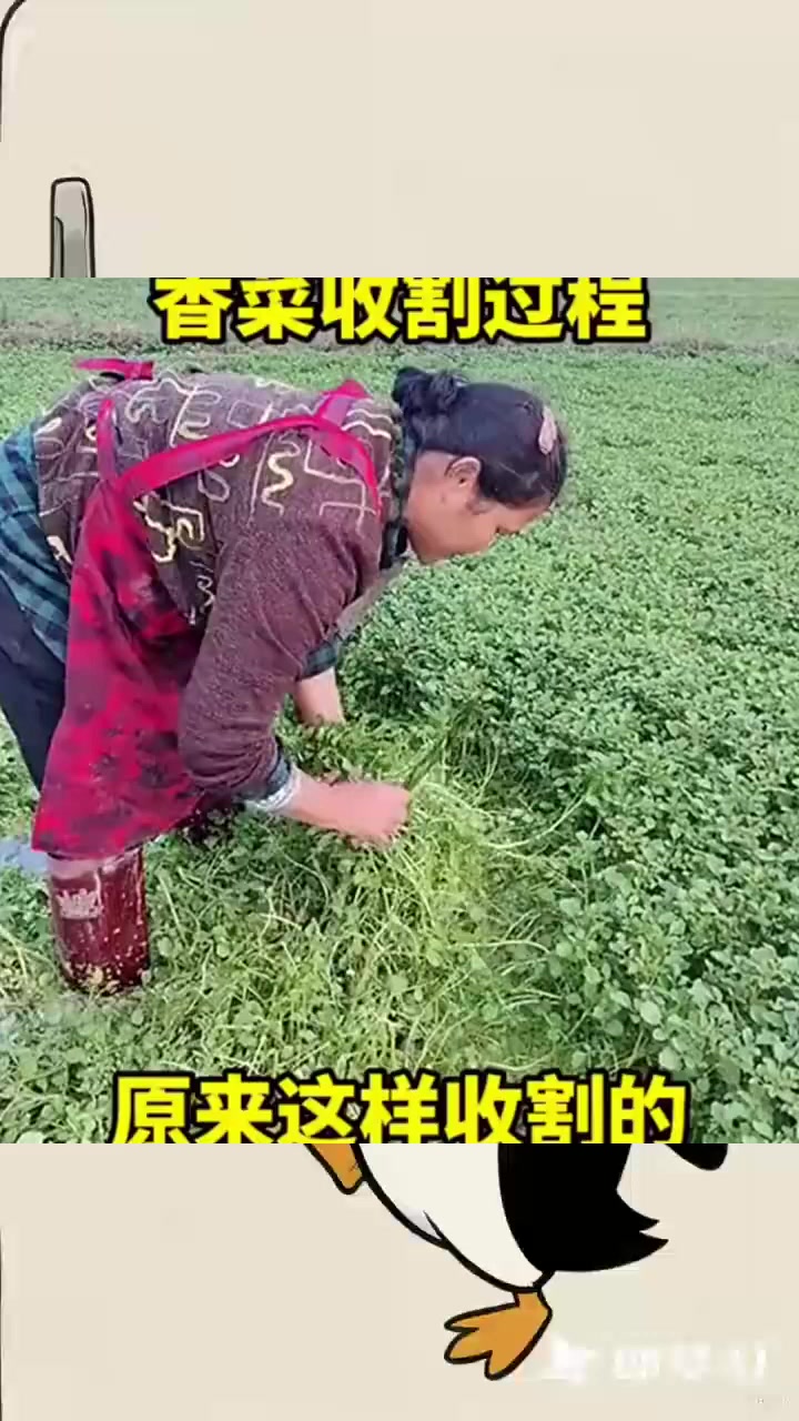香菜收割过程,原来这样收割的!