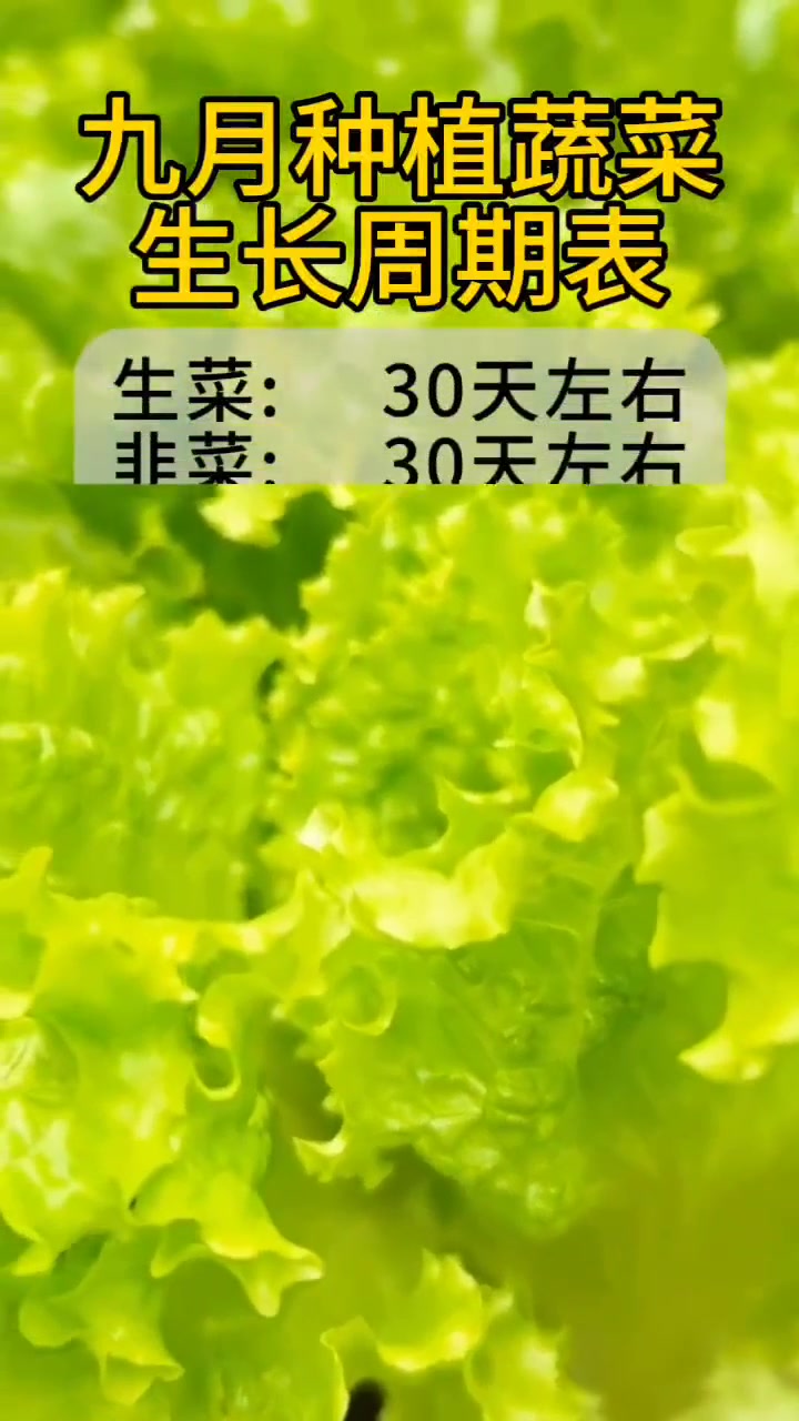 九月种植蔬菜生长周期表……