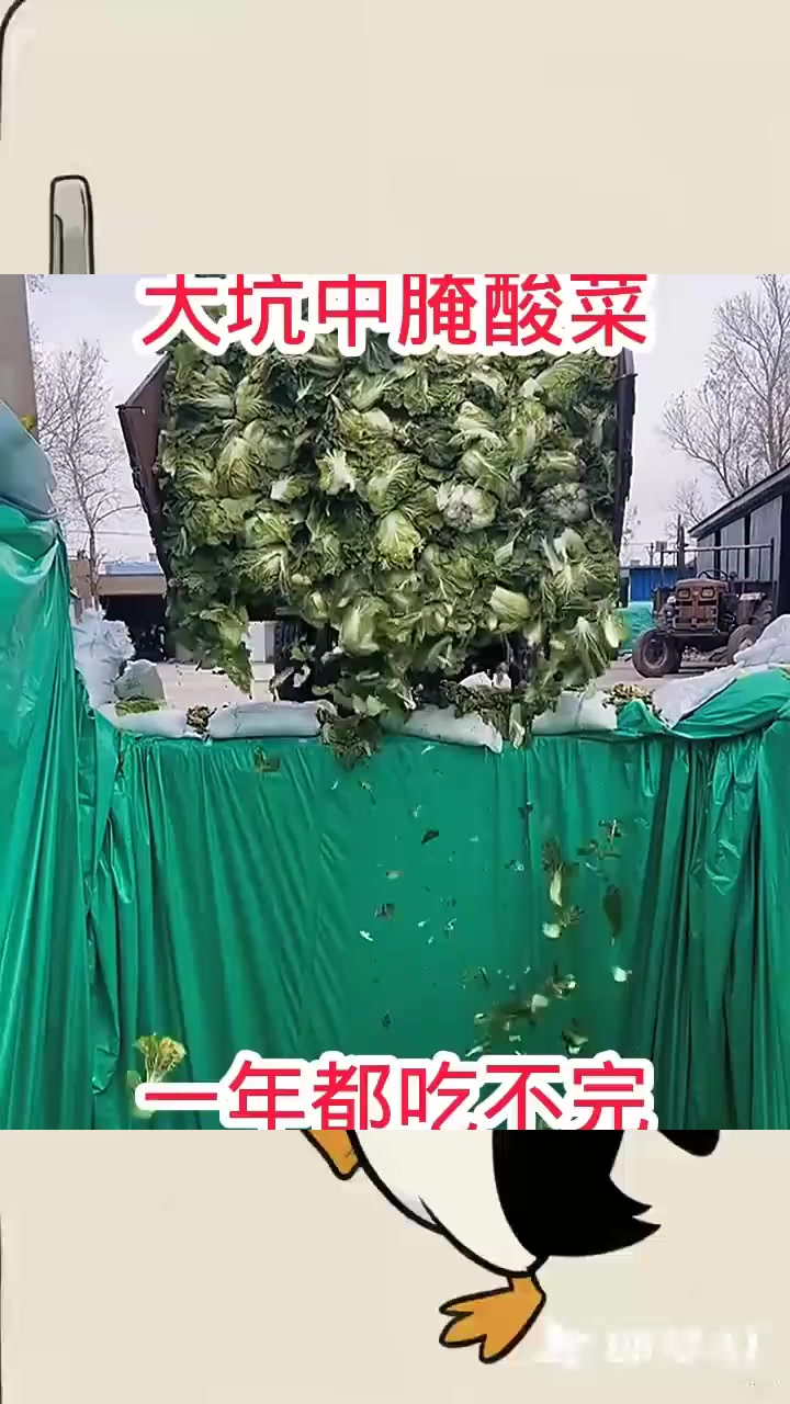 大坑中腌酸菜,一年都吃不完!