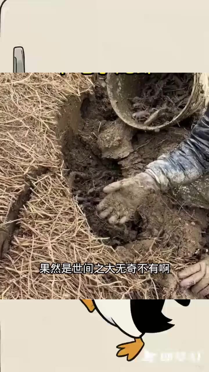 泥地里的小龙虾，还真是头回见