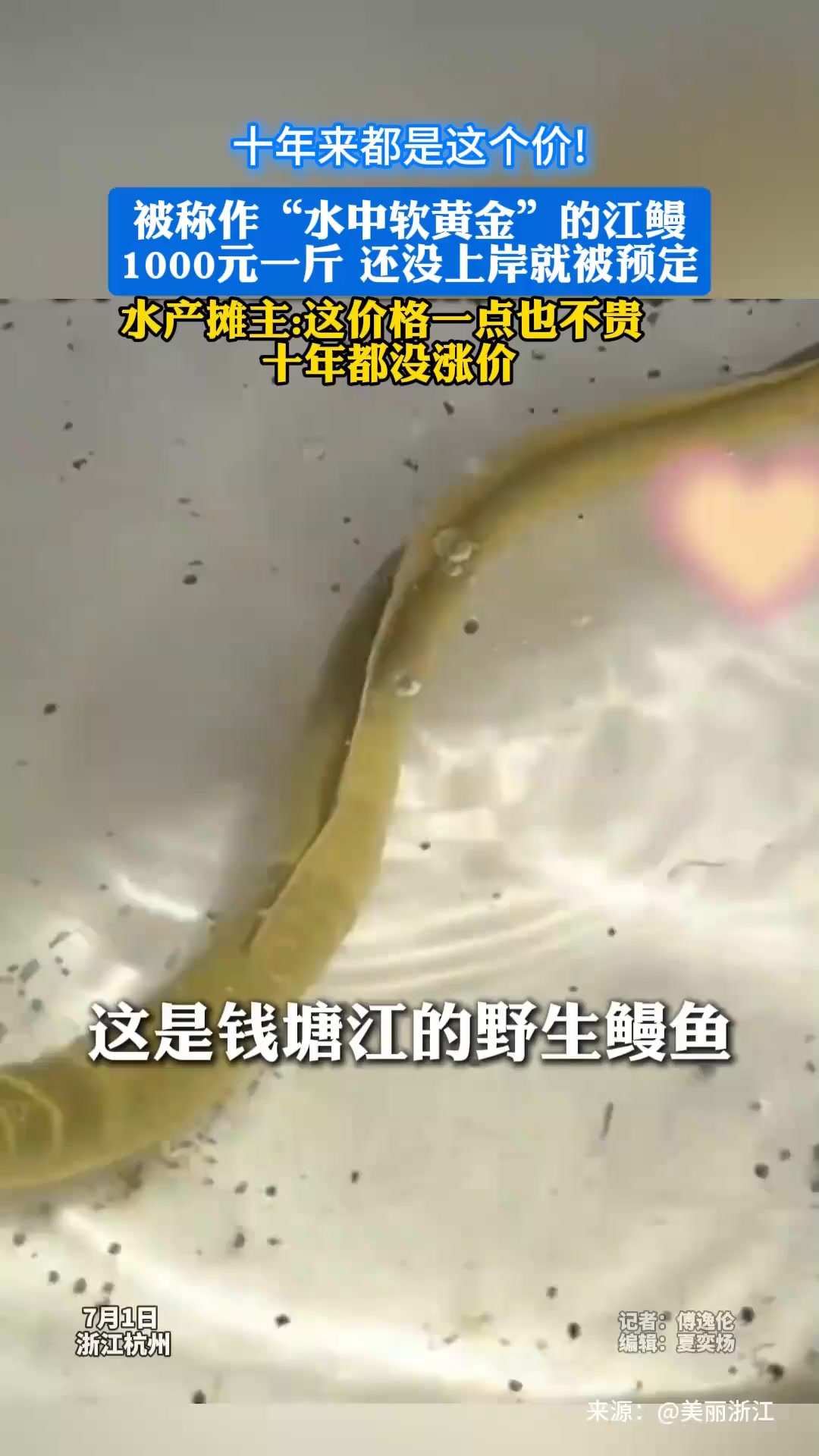 十年来都是这个价!被称作“水中软黄金”的江鳗1000元一斤