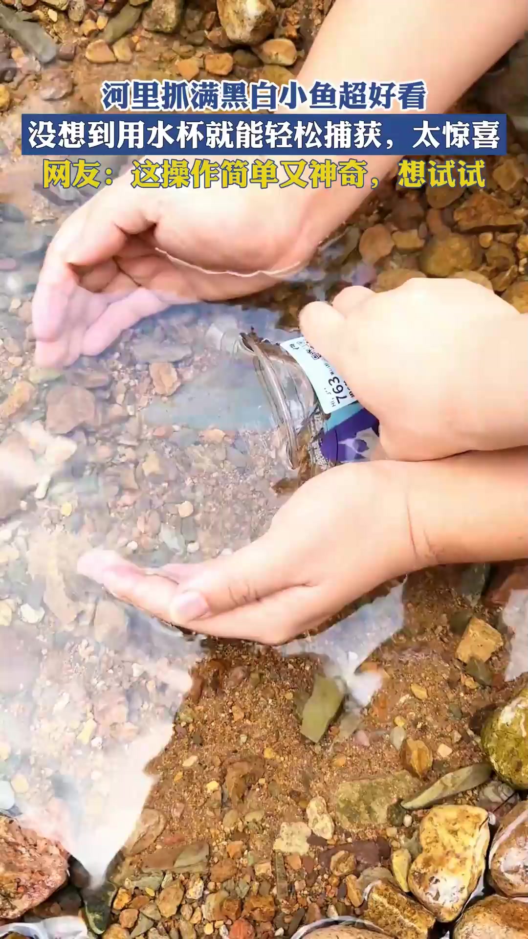 河里抓满黑白小鱼超好看,没想到用水杯就能轻松捕获,太惊喜!