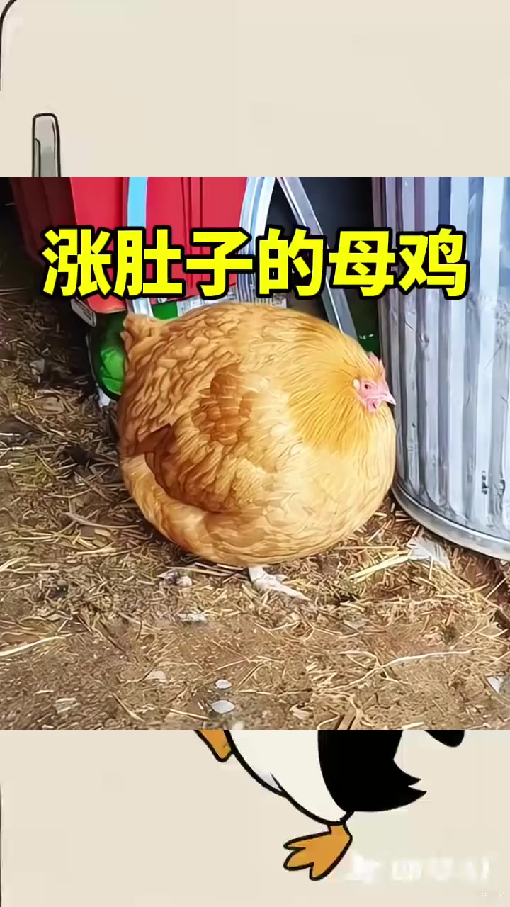 涨肚子的母鸡,跟球一样大