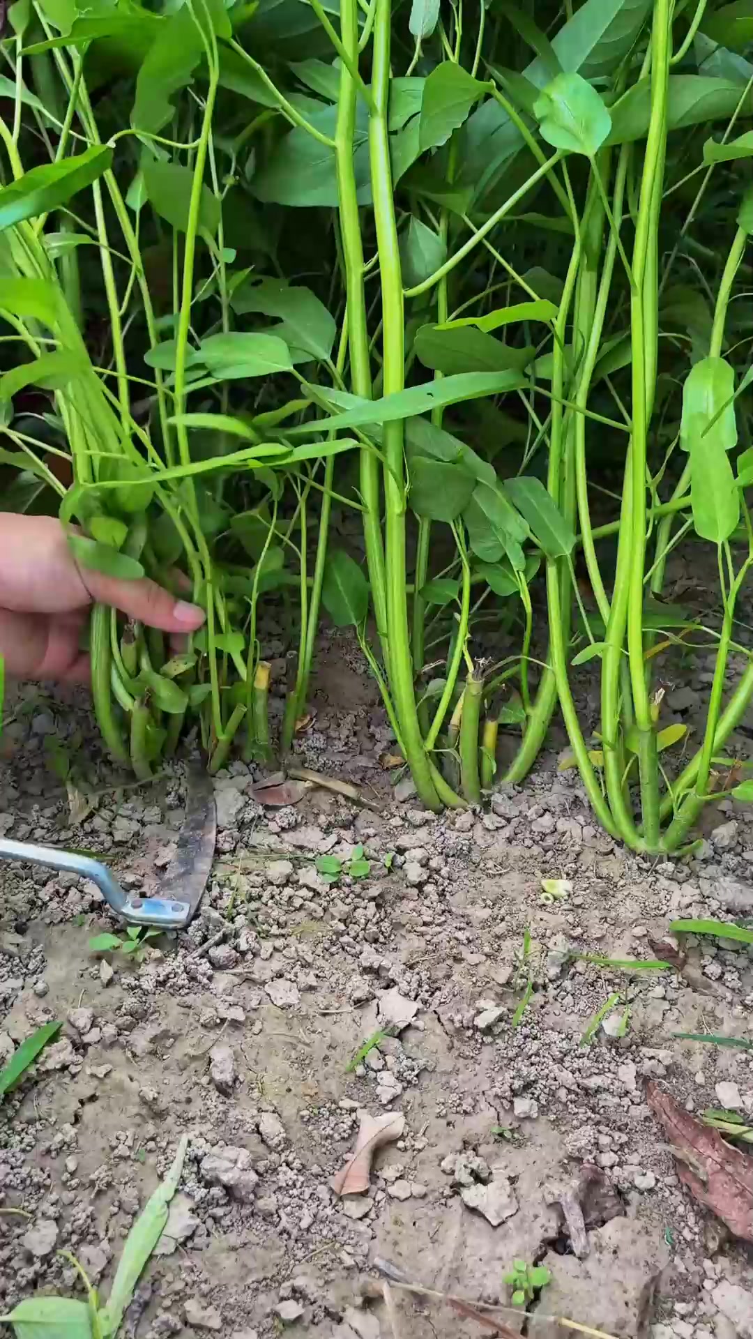 空心菜割了还可以长