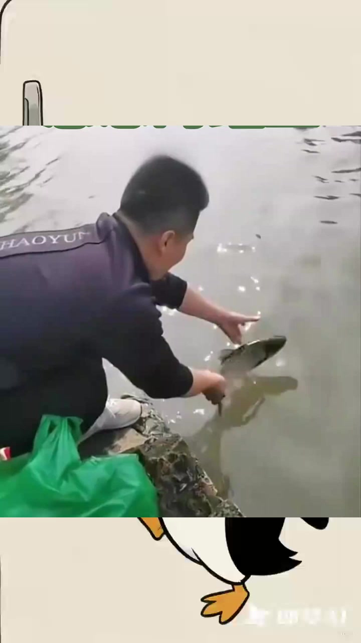 爱心大哥与鲤鱼的感人瞬间:人与自然的和谐美好