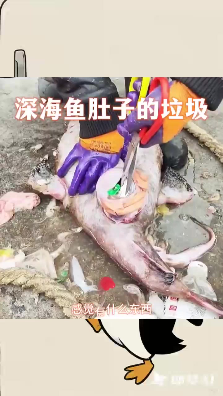 深海鱼肚子的垃圾,真是不可思议