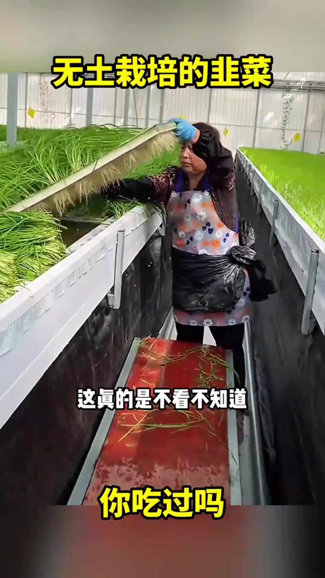无土栽培的韭菜，你吃过吗？