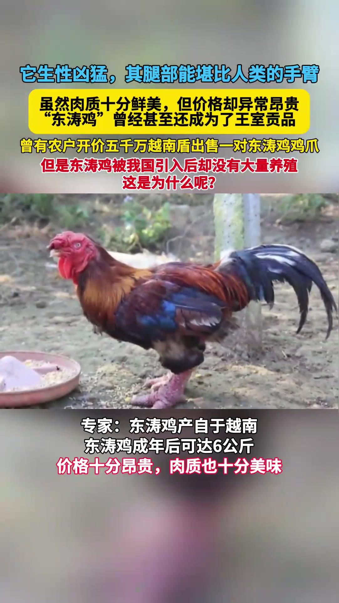 越南的“东涛鸡”肉质十分鲜美,被我国引进后为何没有大量养殖?