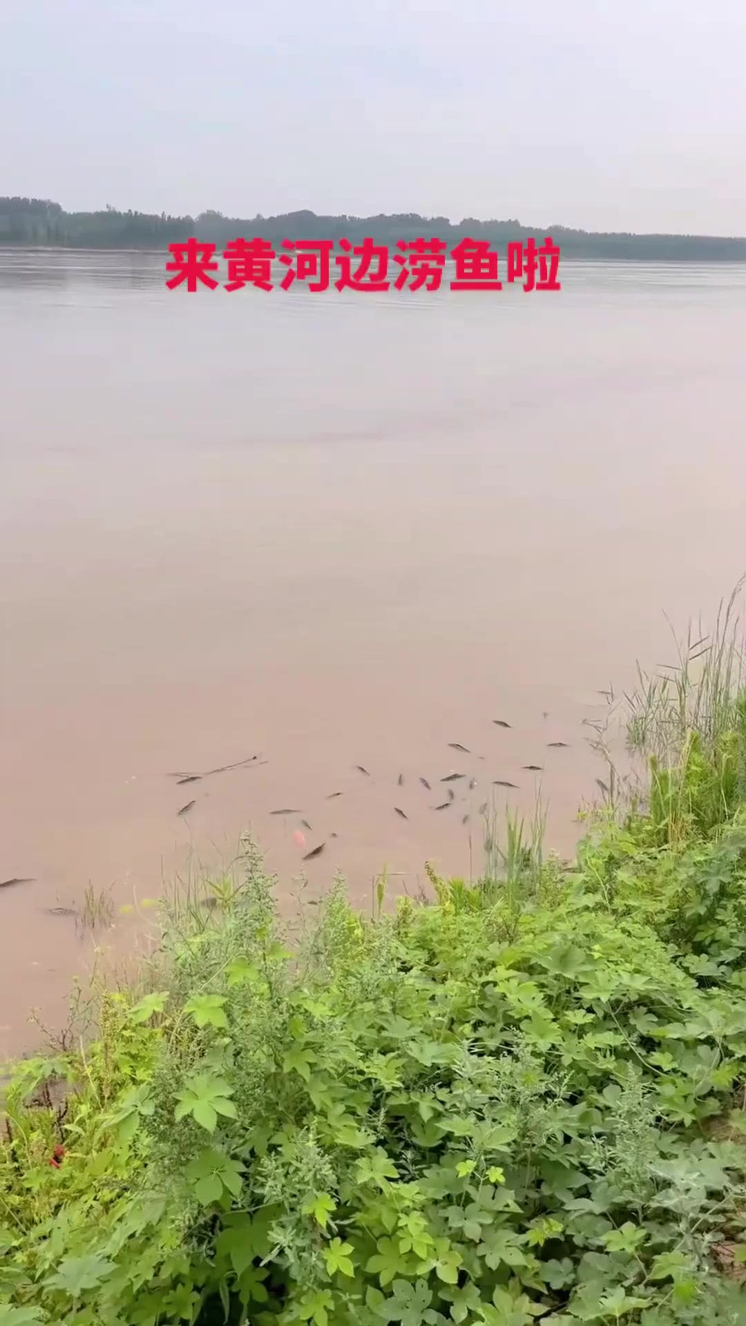 纯野生黄河大鲤鱼