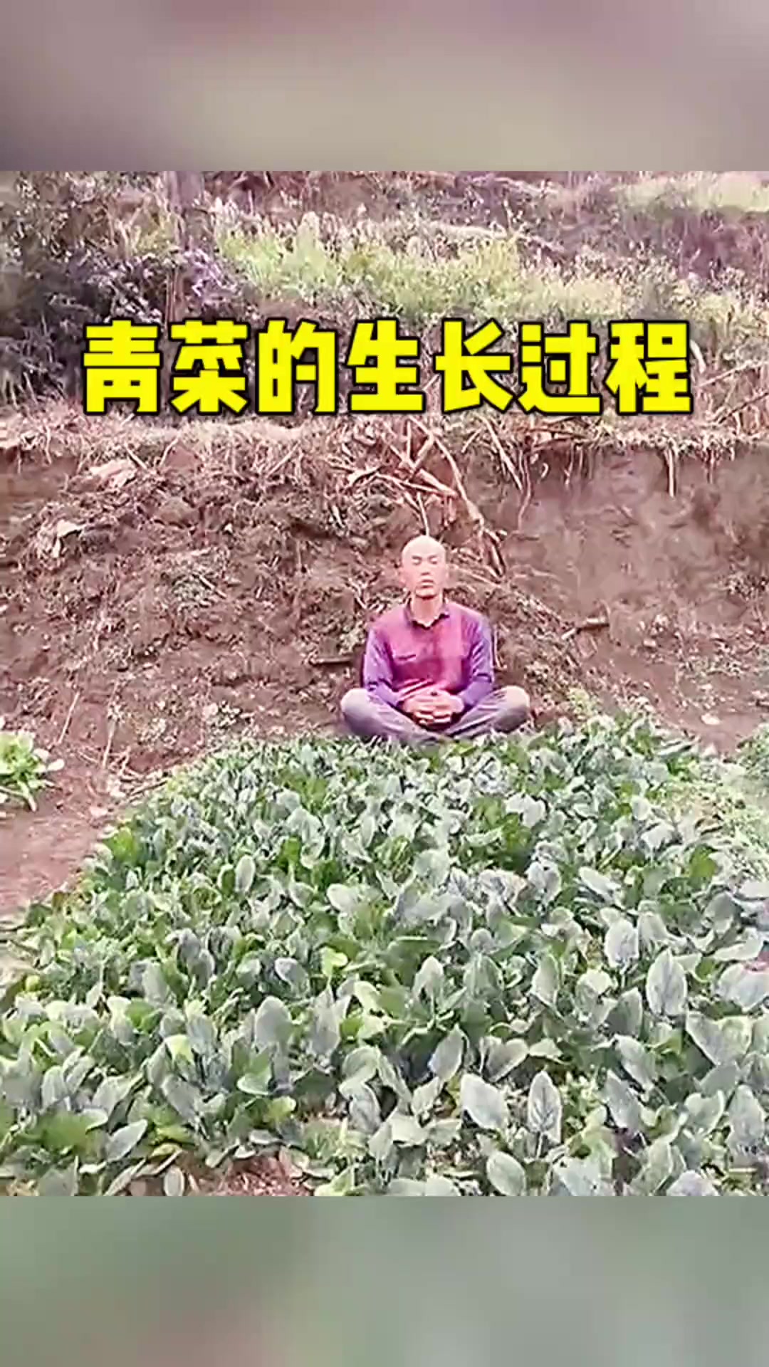 青菜的生长过程真快呀