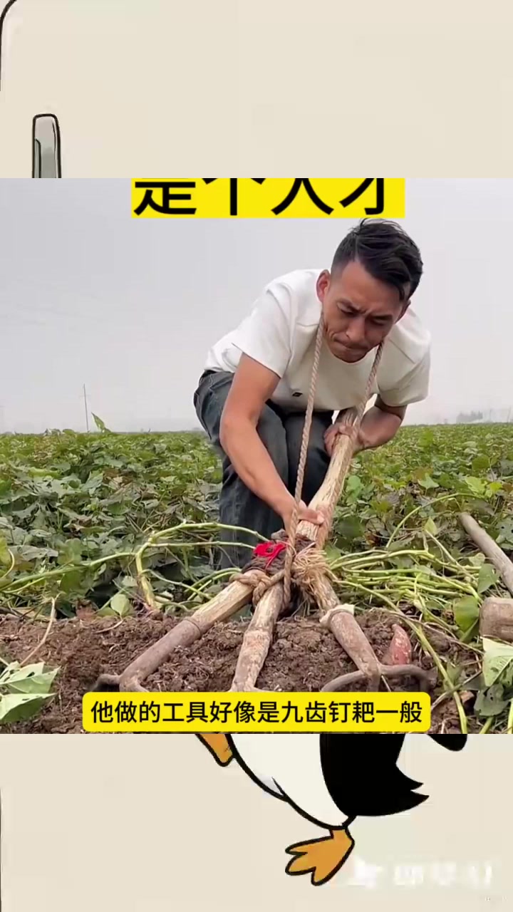 小伙挖红薯独创工具,智慧之举让人惊叹不已!