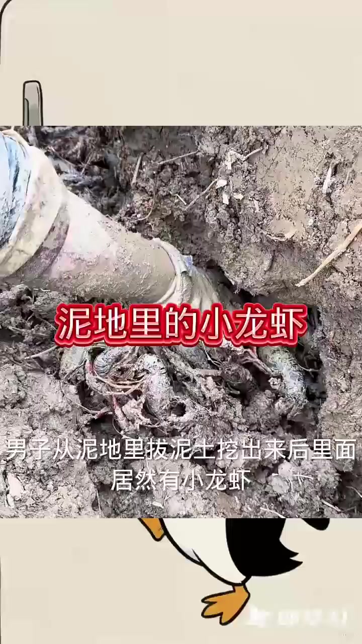 泥地里长出来的小龙虾