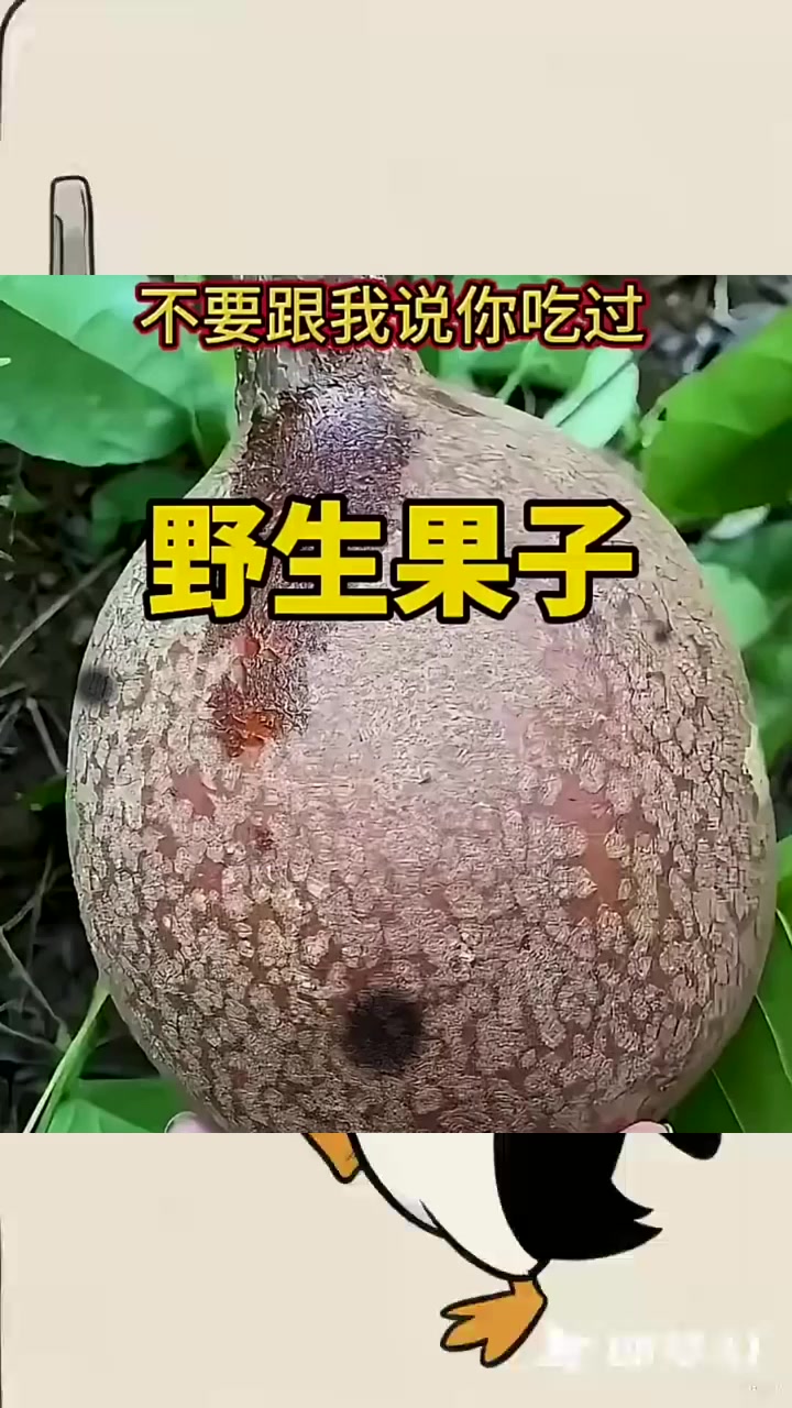 奇异果实探秘：山脚下发现无汁“椰子”，面包般的内里让人疑惑