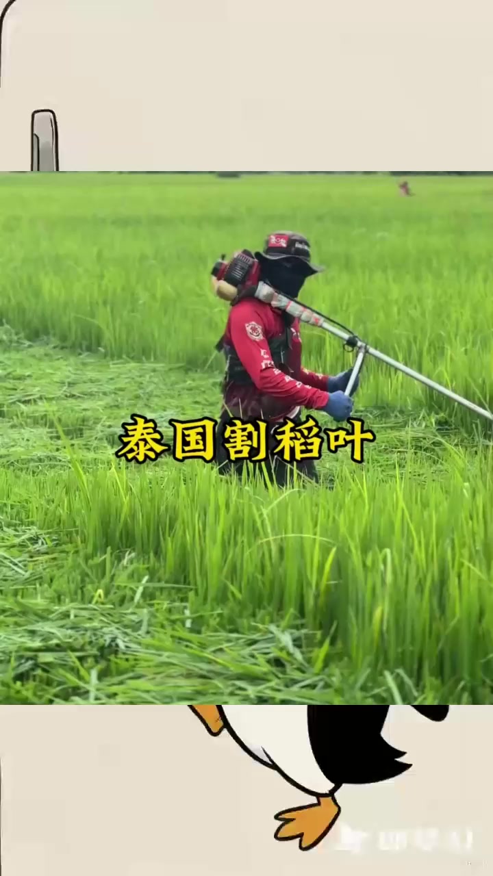 你们知道泰国农民为什么要割掉稻叶呢