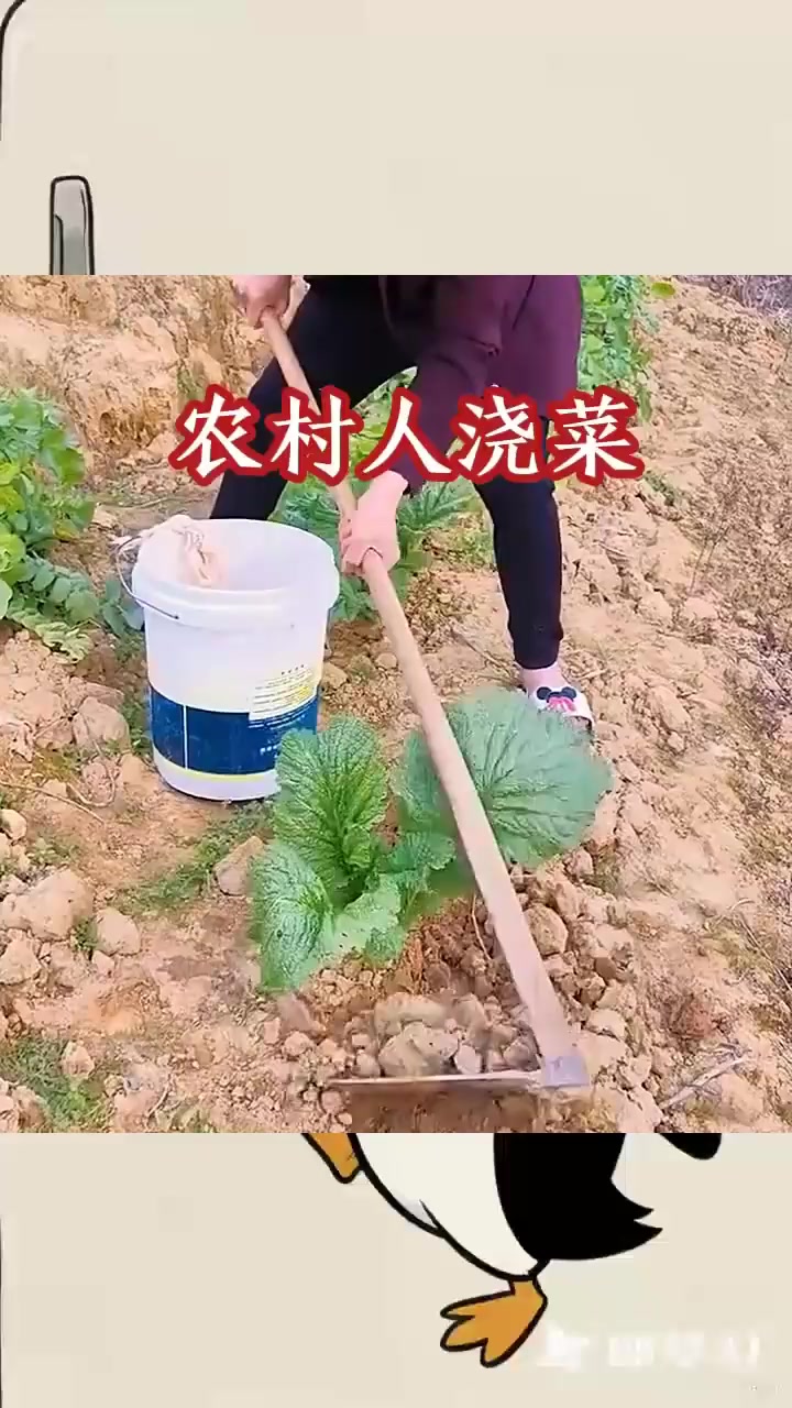 农村人浇菜,拔苗助长