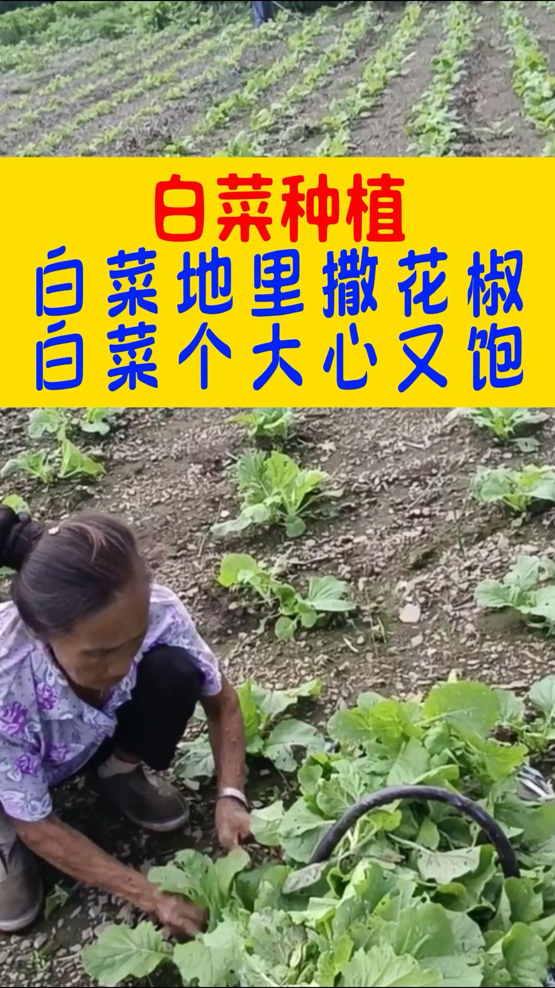 白菜地里撒花椒 白菜个大心又饱#三农 #种植小技巧 #农业种植